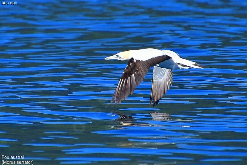 Australasian Gannet