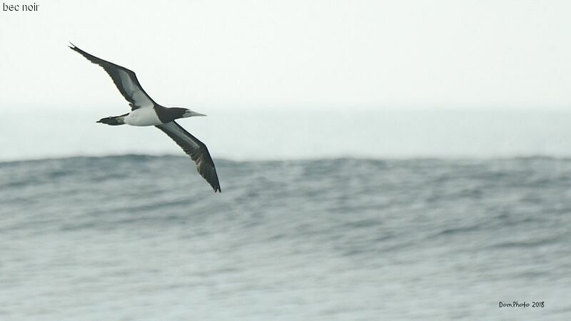 Brown Booby