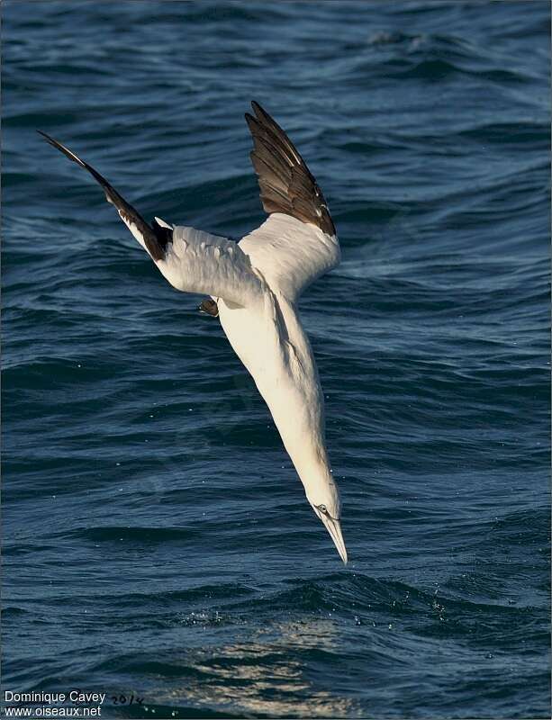 Northern Gannet, fishing/hunting