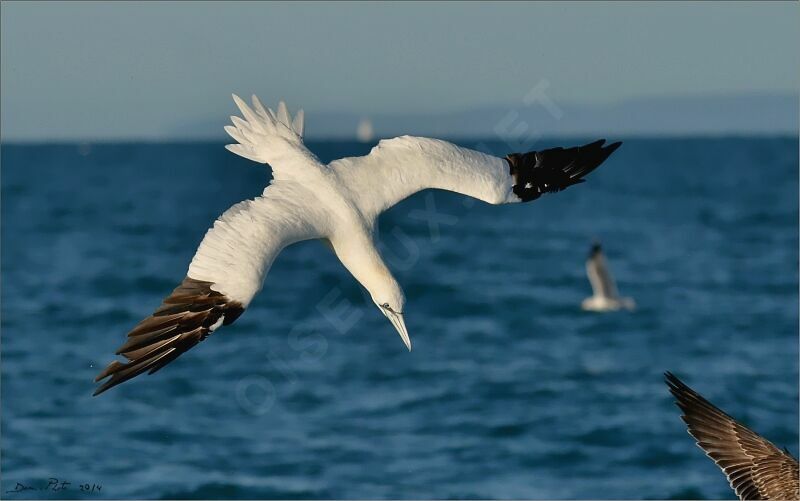 Northern Gannet