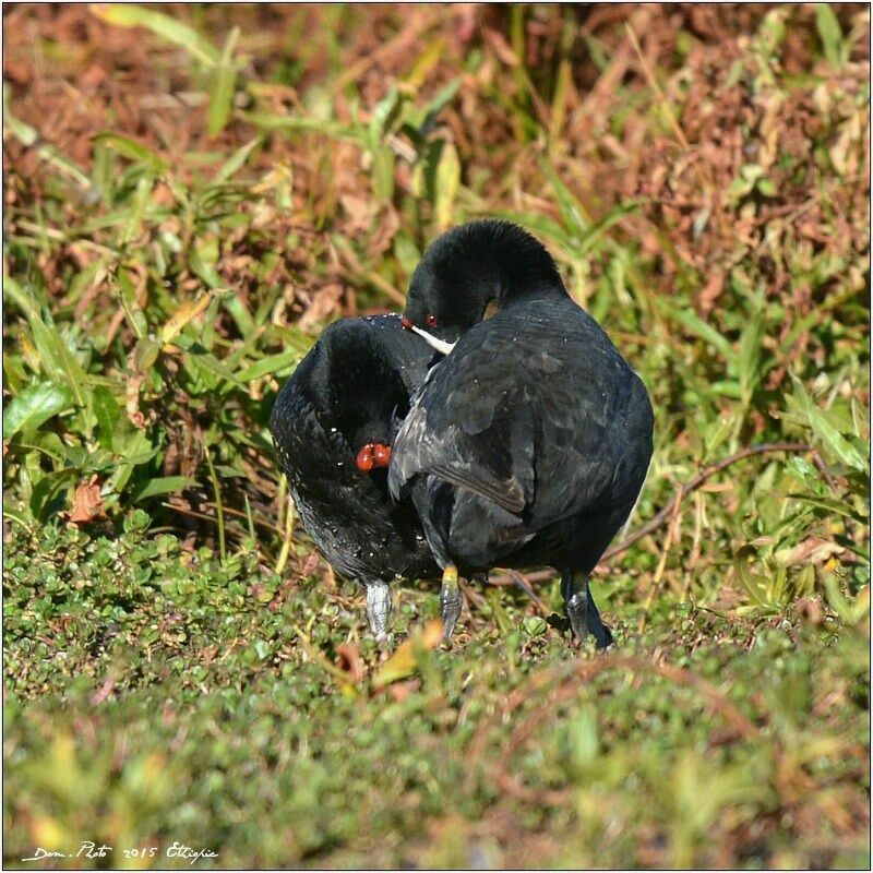 Foulque caronculée