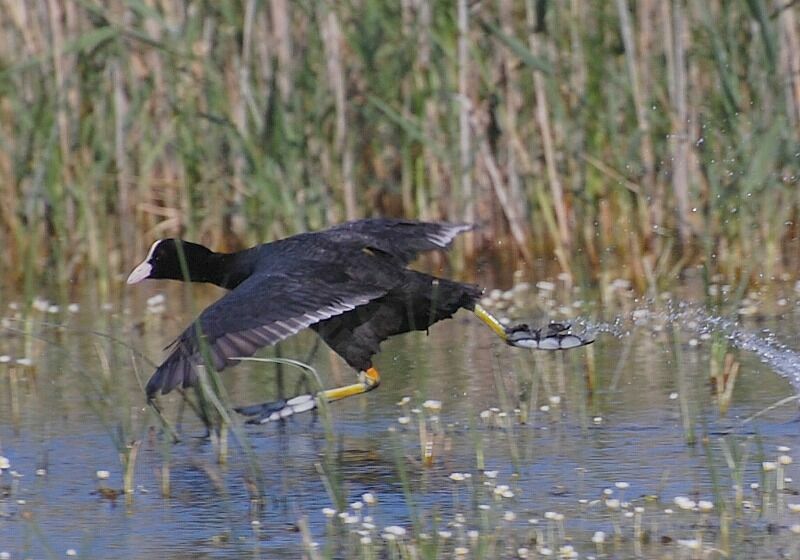 Eurasian Coot