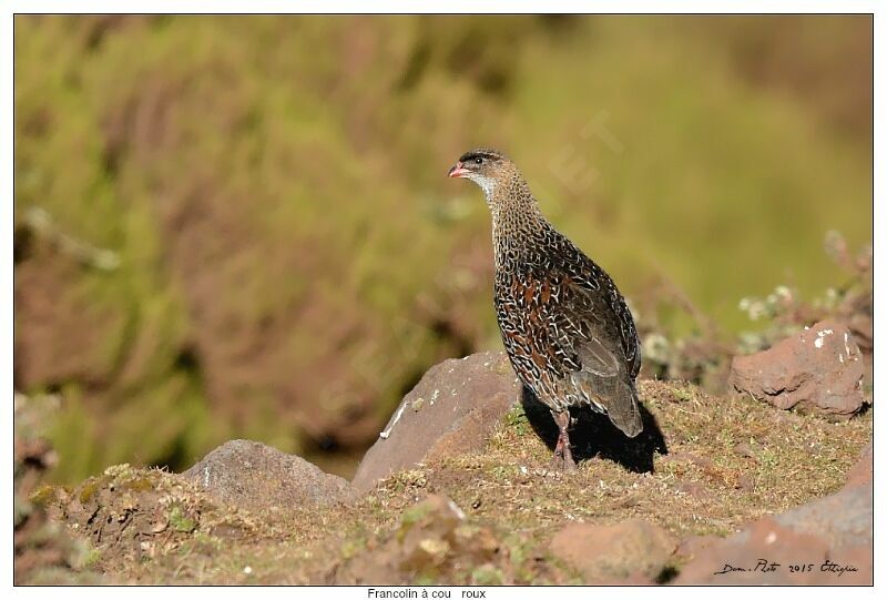 Chestnut-naped Spurfowl