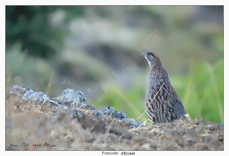 Erckel's Spurfowl