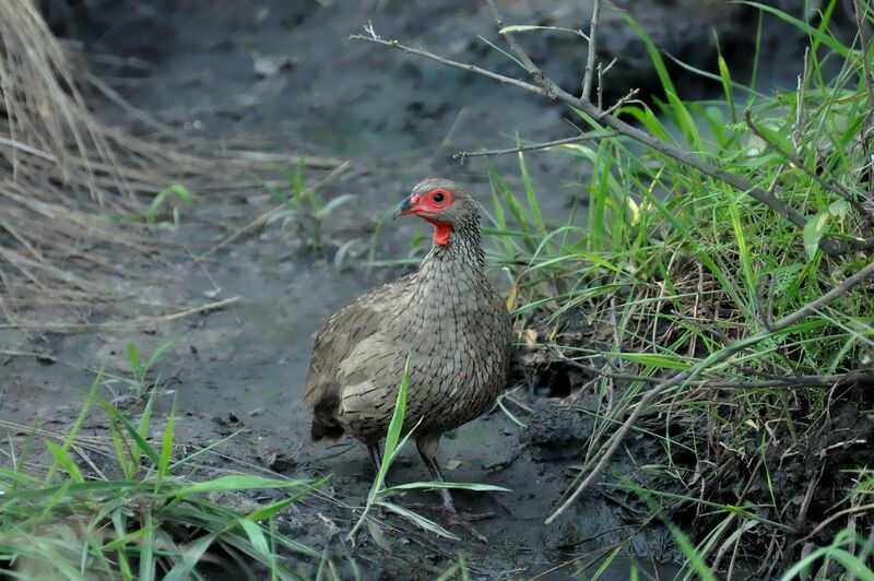 Francolin de Swainson