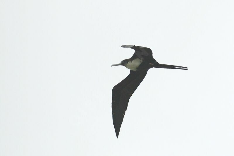 Lesser Frigatebird