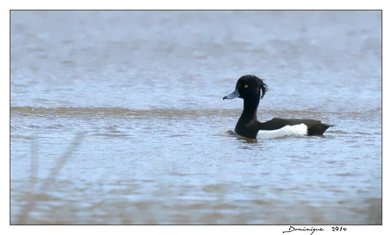 Tufted Duck