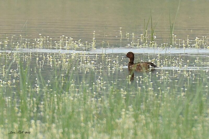 Ferruginous Duck