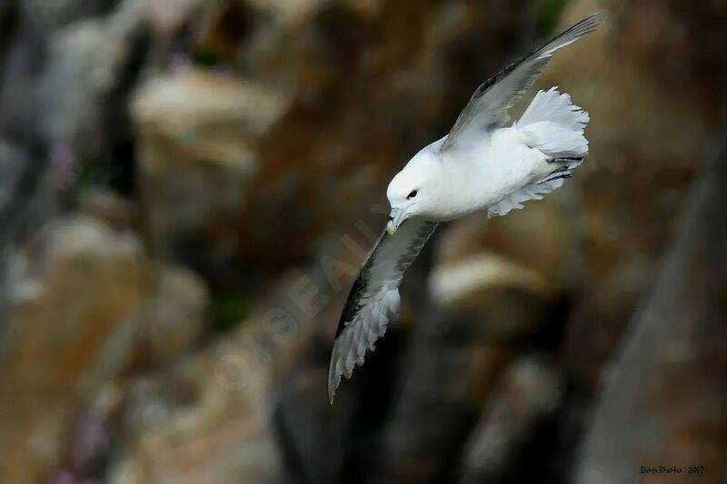 Northern Fulmar