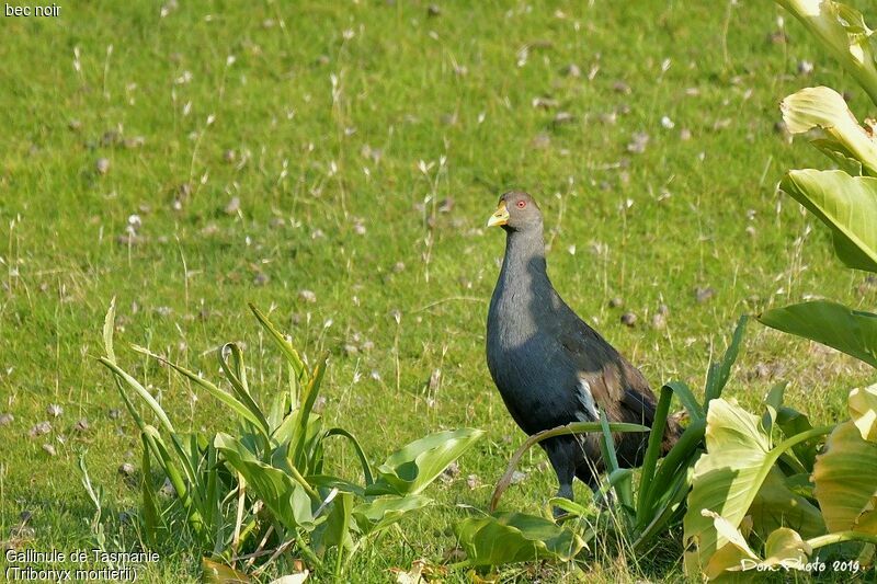 Gallinule de Tasmanie