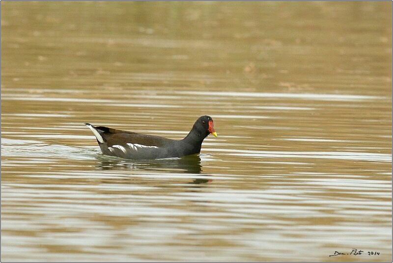 Common Moorhen