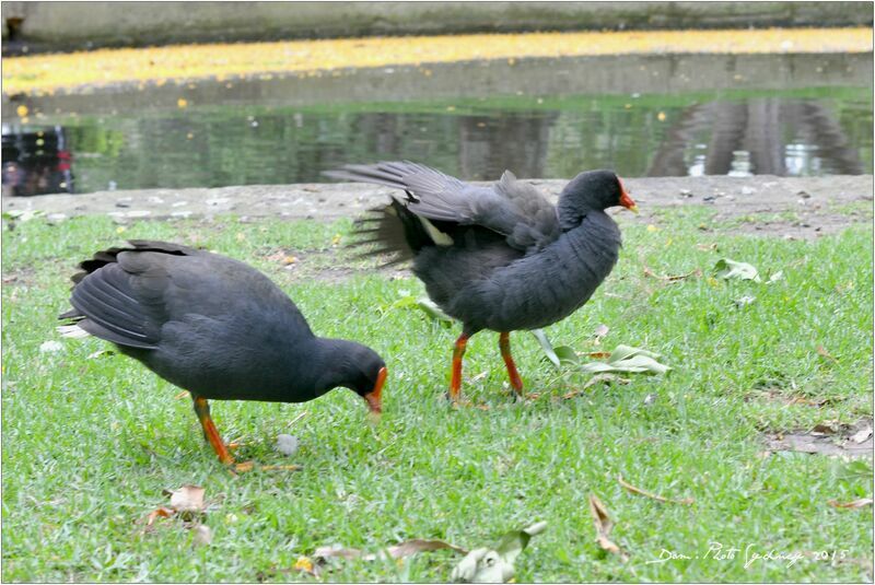 Gallinule sombre