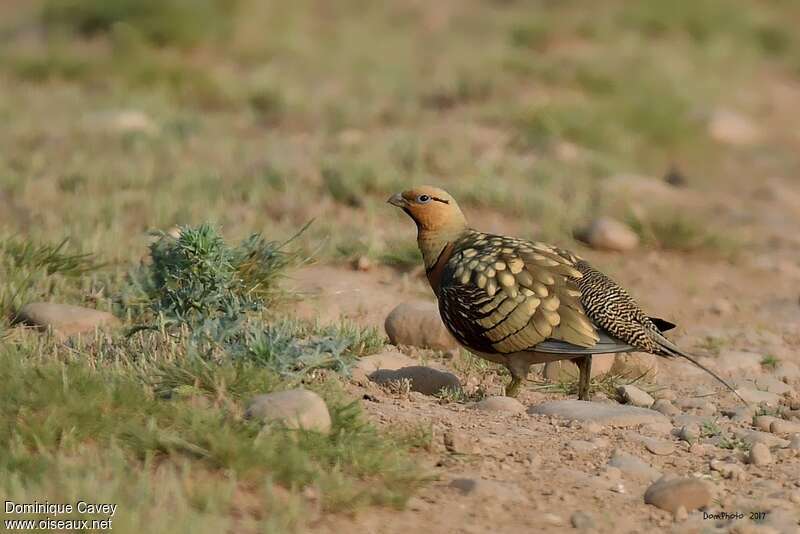 Pin-tailed Sandgrouse male adult, habitat, walking