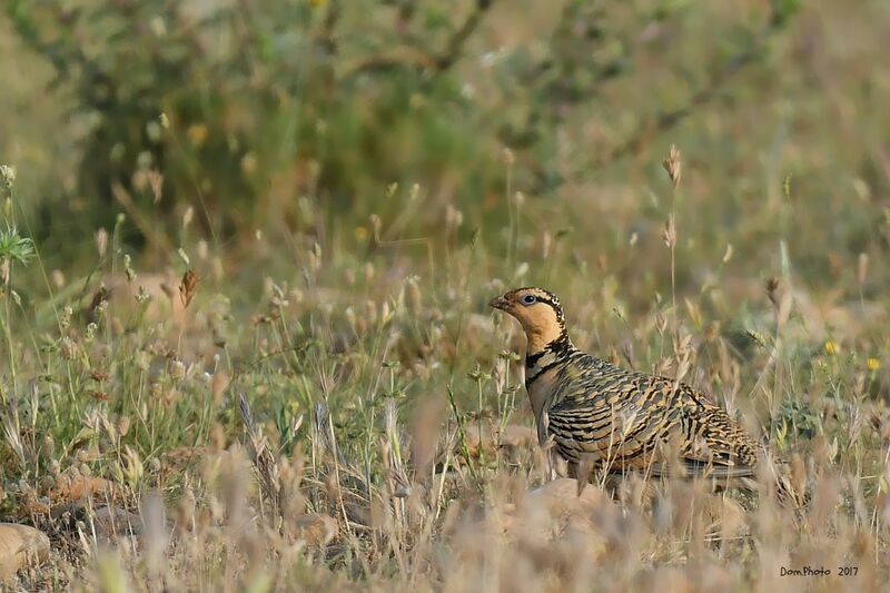 Pin-tailed Sandgrouse female adult, walking