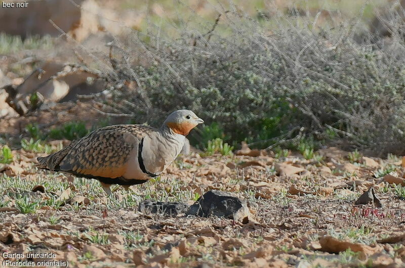 Black-bellied Sandgrouse