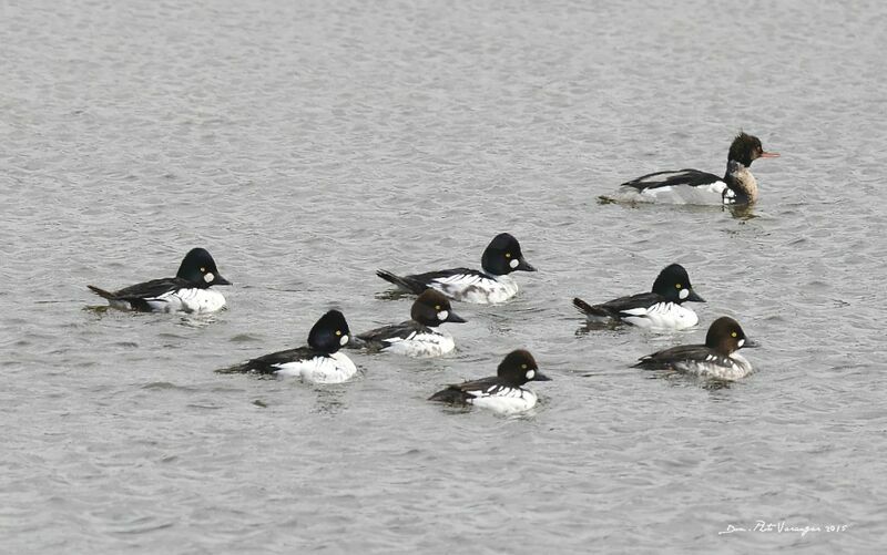 Common Goldeneye