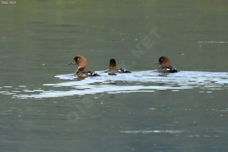 Common Goldeneye