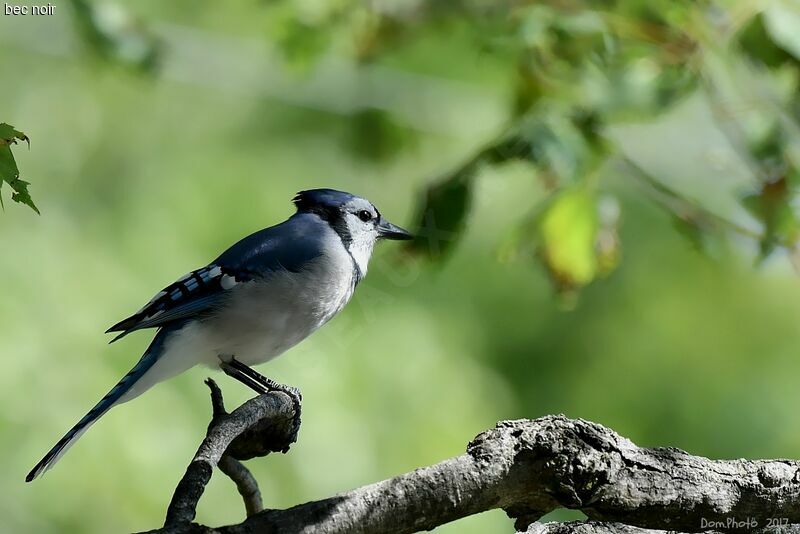 Blue Jay