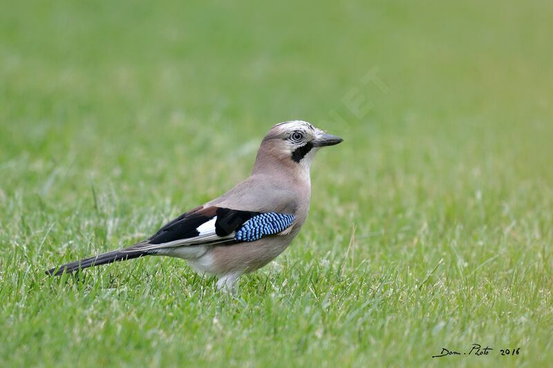 Eurasian Jay