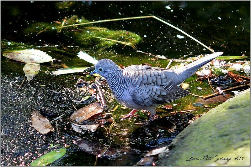 Zebra Dove