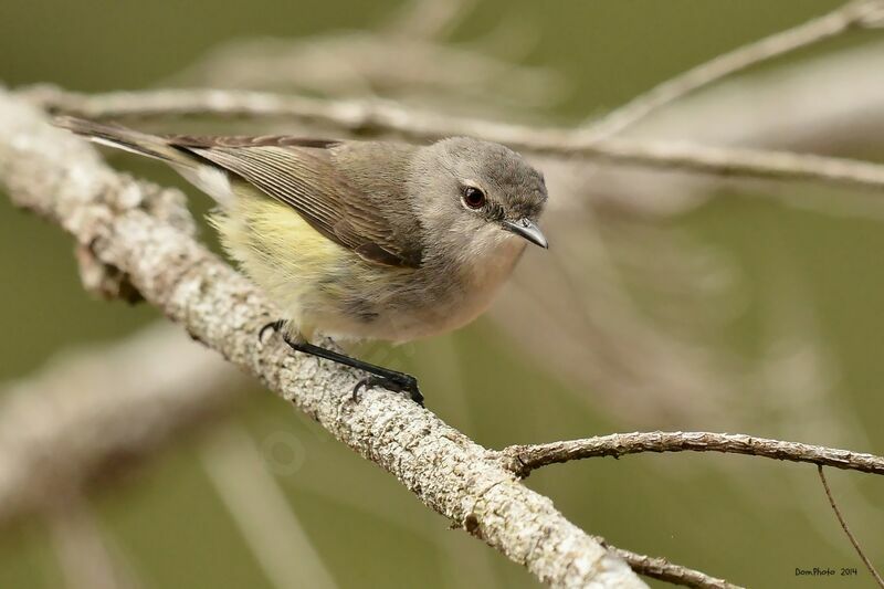 Fan-tailed Gerygone