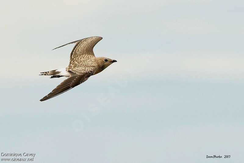 Collared Pratincolejuvenile, Flight