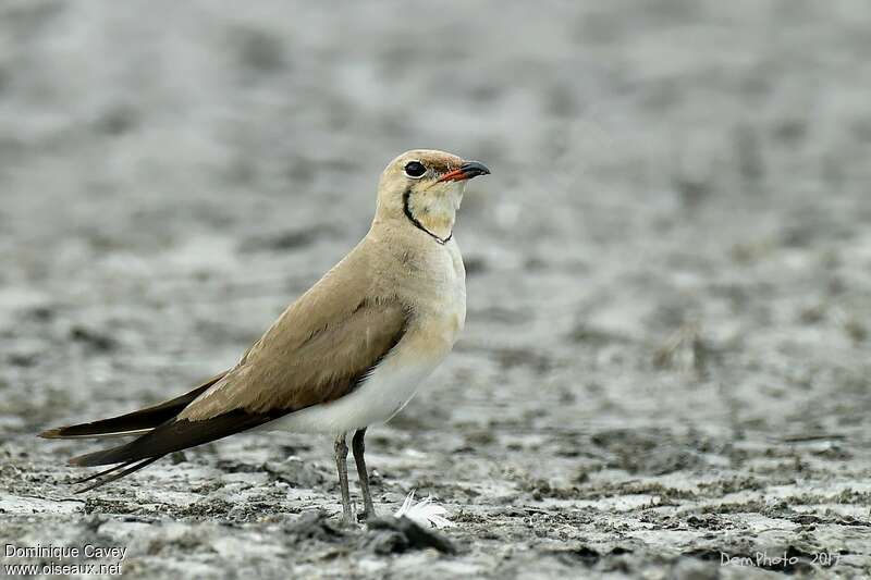 Collared Pratincoleadult transition, identification