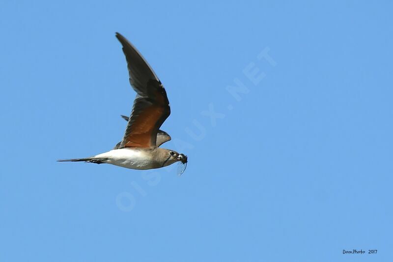 Glaréole à collieradulte, Vol, pêche/chasse