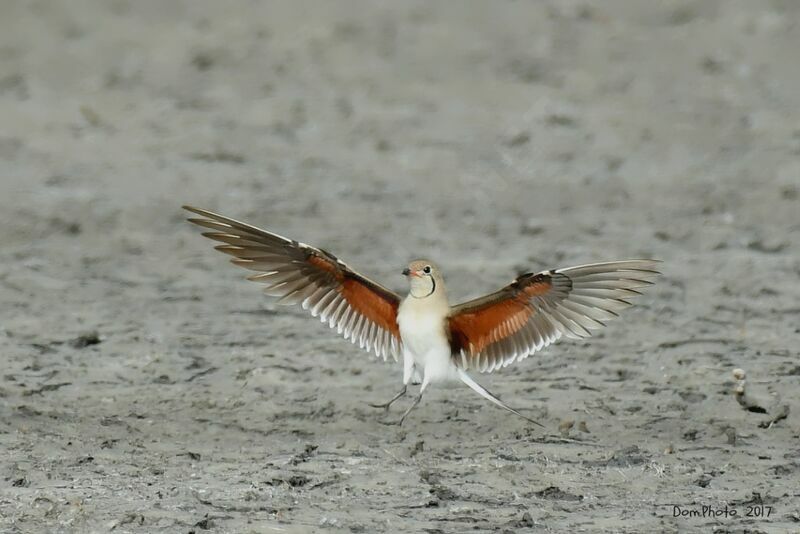 Collared Pratincole