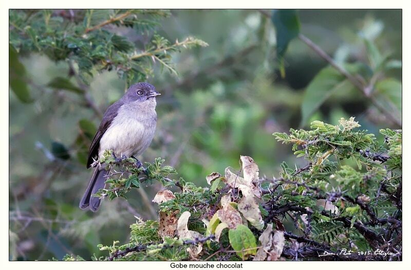 Abyssinian Slaty Flycatcher