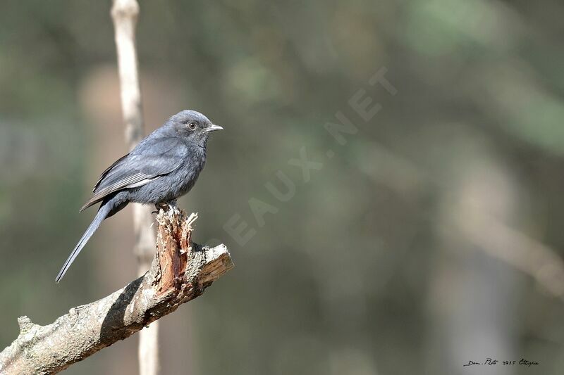 Northern Black Flycatcher