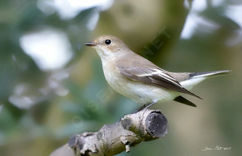 European Pied Flycatcher