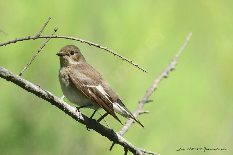 European Pied Flycatcher