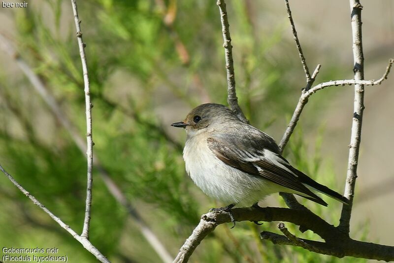 European Pied Flycatcher