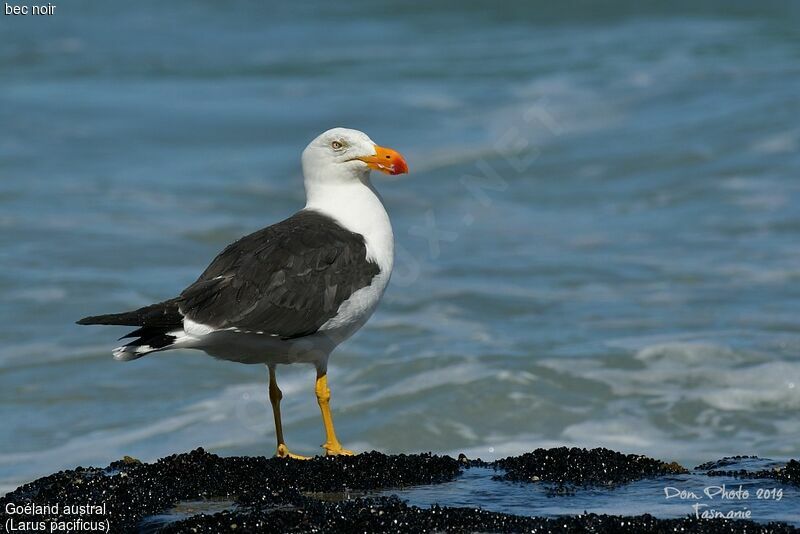 Pacific Gull