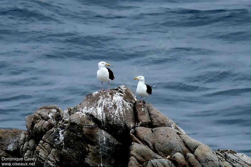 Great Black-backed Gulladult, habitat