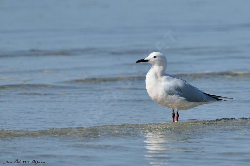 Slender-billed Gull