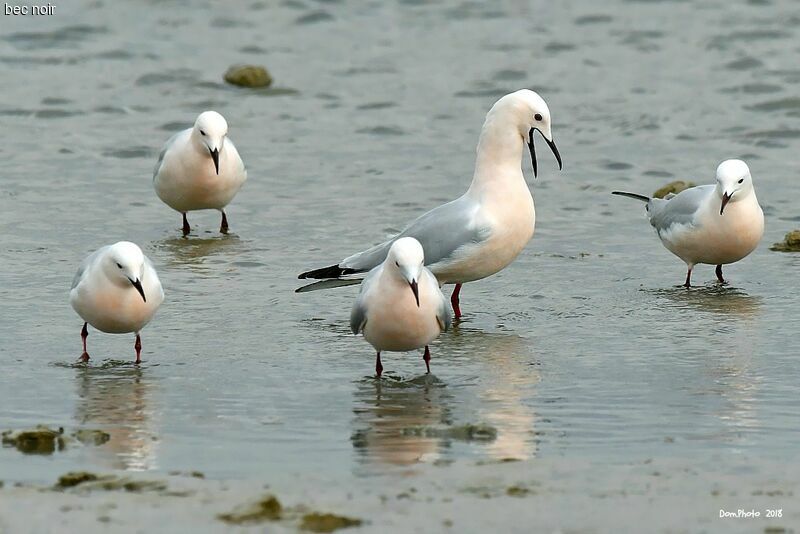 Slender-billed Gull, courting display