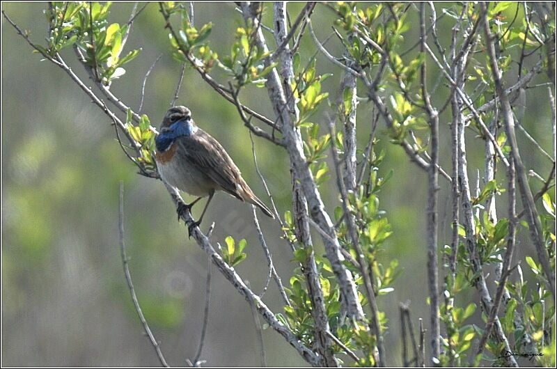 Bluethroat male