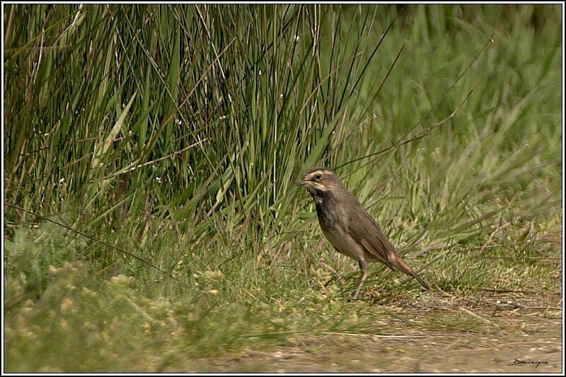 Bluethroat female