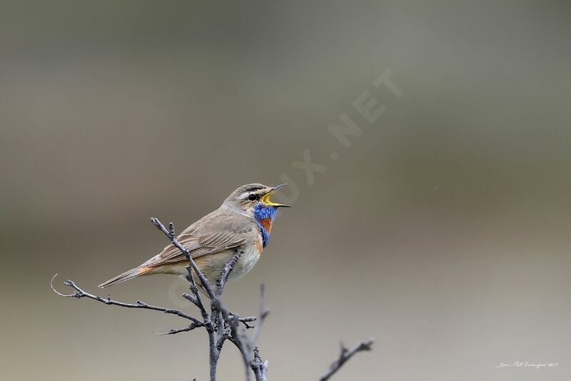 Bluethroat