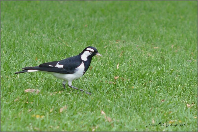 Magpie-lark