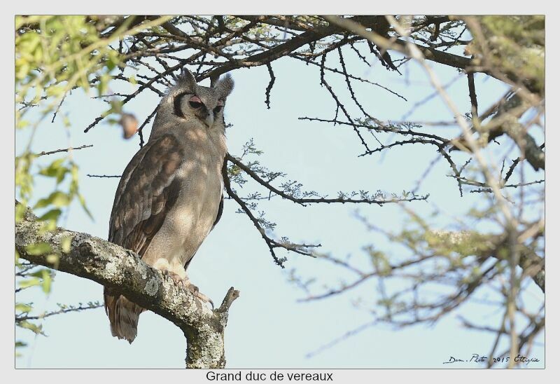 Verreaux's Eagle-Owl