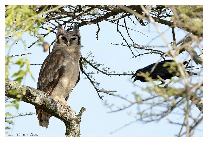 Verreaux's Eagle-Owl