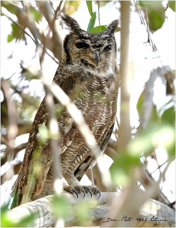 Greyish Eagle-Owl