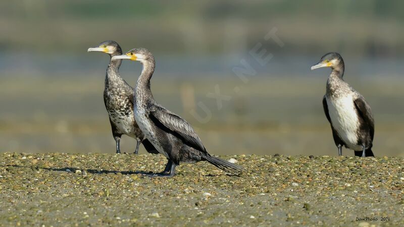 Great Cormorant