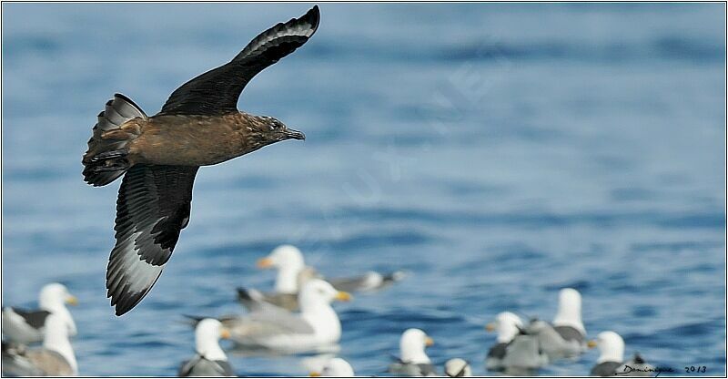 Great Skua