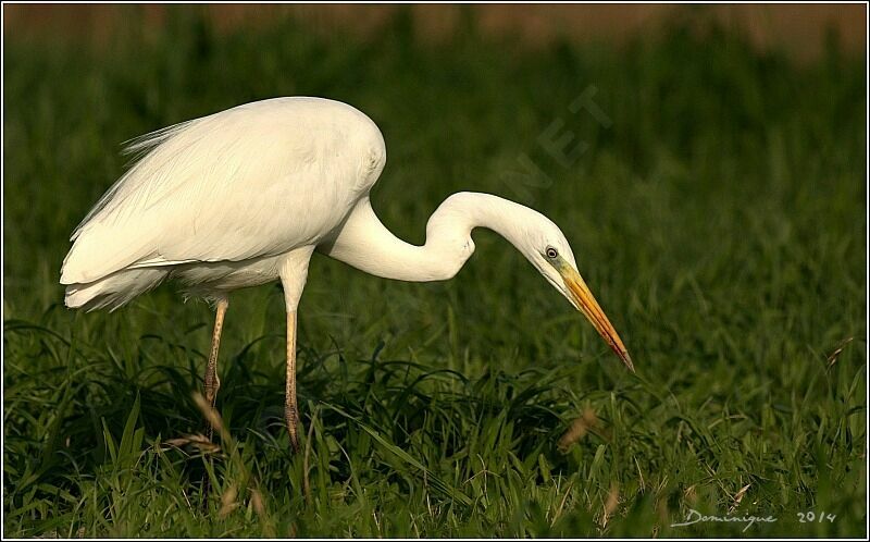 Great Egret