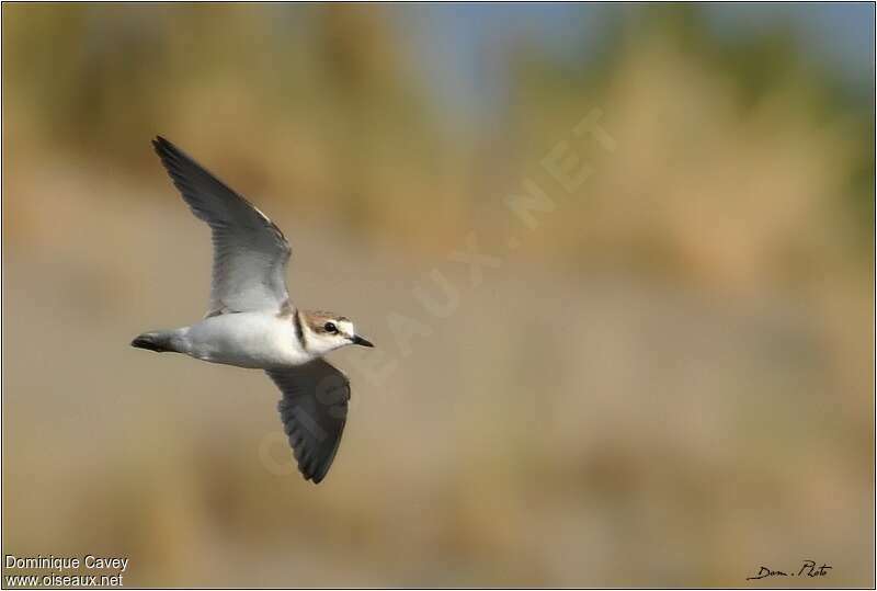 Kentish Plover male, Flight