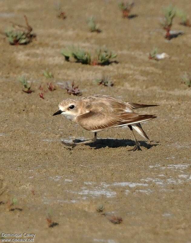 Kentish Plover female adult, Reproduction-nesting, Behaviour